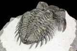 Coltraneia Trilobite Fossil - Huge Faceted Eyes #75458-6